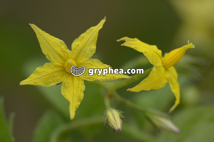 Fleurs de tomate - gryphea.com